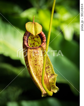 Nepenthes  carnivorous plant  9614844