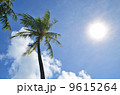 ヤシの木　青空 9615264