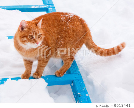 Red Cat Walking In The Snow Red Cat Walking In The Snow 9615441