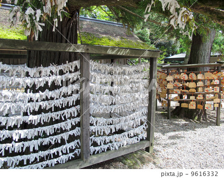 おみくじ：縁結びの神様／出雲大社（島根県出雲市大社町） 9616332