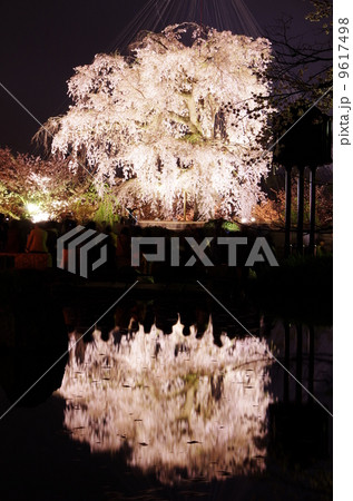 円山公園の夜桜 9617498
