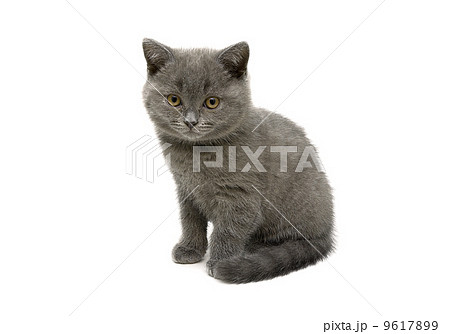 Scottish Straight breed kitten on white background Scottish Straight breed kitten on white background 9617899