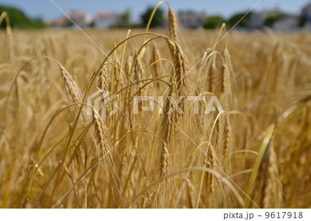 Rye field Rye field 9617918