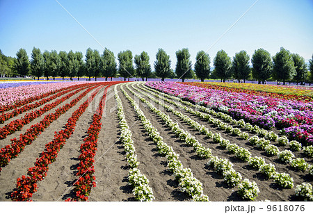 Colorful flower in the row3 9618076