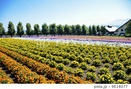 Colorful flower in the row5 Colorful flower in the row5 9618077