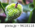 Cannas Plant Bud 9618118