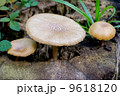Wild Mushrooms on a Timber 9618120