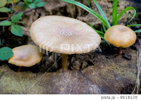 Wild Mushrooms on a Timber 9618120