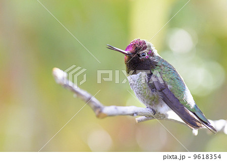 Anna's Hummingbird 9618354