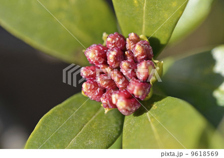 ジンチョウゲの蕾（1月） 9618569