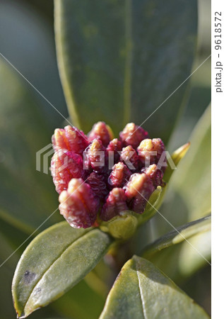 ジンチョウゲの蕾(1月) ジンチョウゲの蕾(1月) 9618572