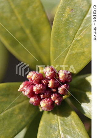 ジンチョウゲの蕾（1月） 9618575