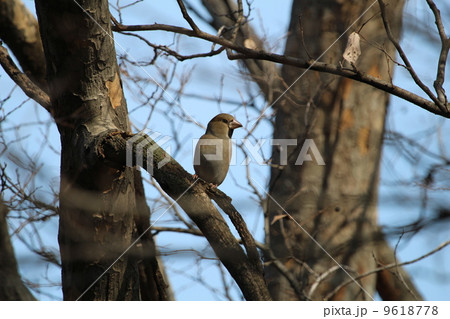 木の上のシメ 9618778