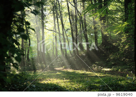白神山地５月の朝 9619040