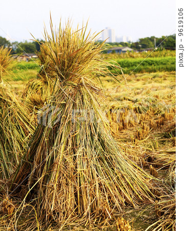 Harvest rice 9619106