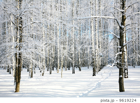 Pathway in winter forest Pathway in winter forest 9619224