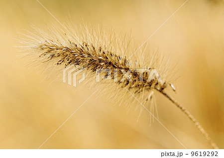 silvergrass over the mountain in autumn silvergrass over the mountain in autumn 9619292