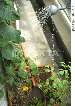 水やり 水やり 9619342