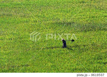 Farmer walking through a wheat field Farmer walking through a wheat field 9619507