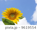 ひまわり 9619554