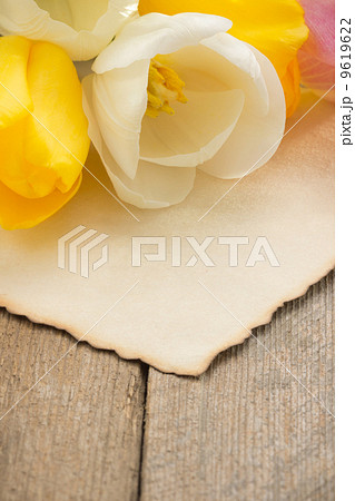 tulip flowers on wood tulip flowers on wood 9619622
