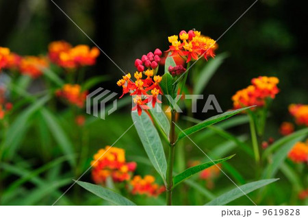 アスクレピアス 9619828