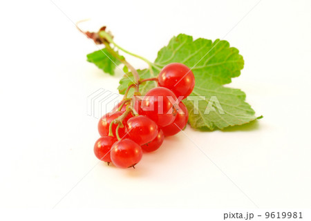 Red currant 9619981