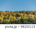 森林の緑と空の青 9620113