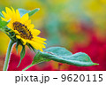 ひまわり 9620115