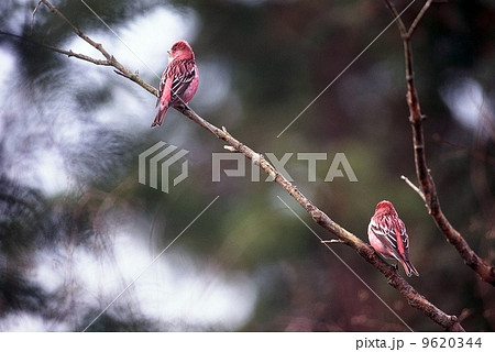 オオマシコ雄 9620344