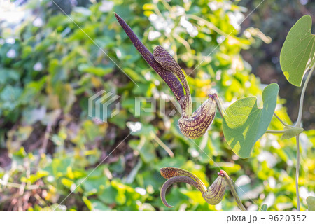 Aristolochia flower Aristolochia flower 9620352
