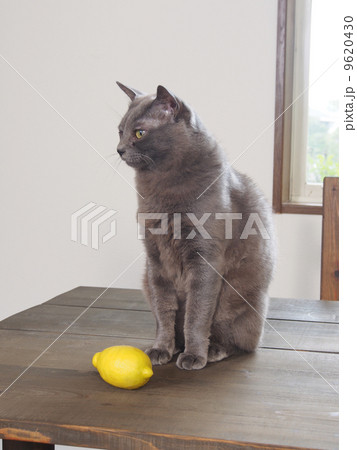 テーブルにのった猫とレモン 9620430