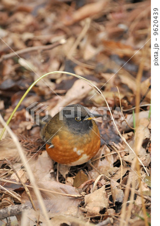 アカハラ 9620439