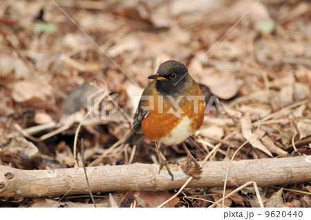 アカハラ 9620440