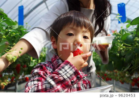 いちご狩り 9620453