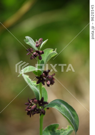 フナバラソウ 9620545