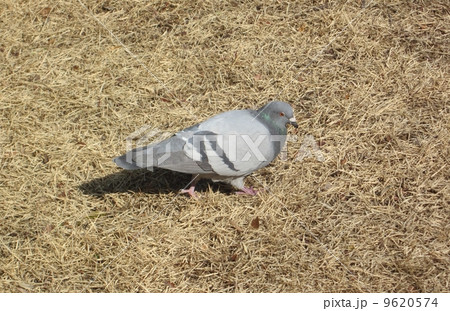 野の鳩 野の鳩 9620574