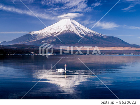 富士山と傘雲と白鳥 9620622