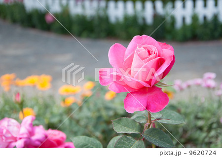 カリフォルニア フラワーガーデン 12 9620724