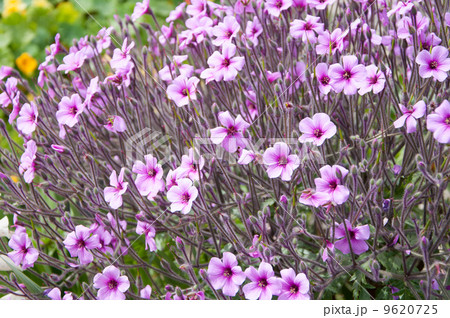 カリフォルニア フラワーガーデン 10 9620725