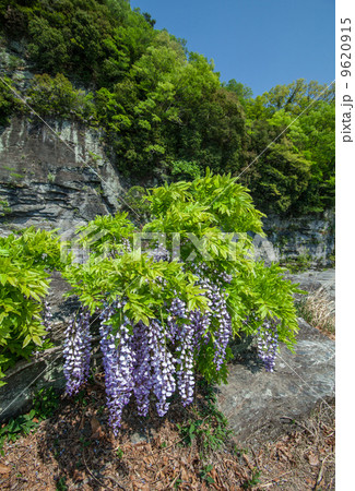 長瀞の新緑と藤の花 9620915