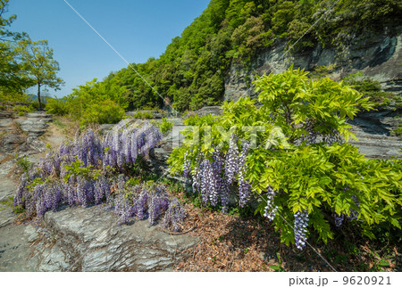 長瀞の新緑と藤の花 9620921
