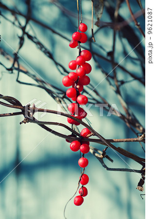 Schisandra  berries 9621087