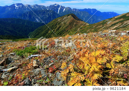 鹿島槍の登りからミヤマダイコンソウの黄葉と立山・剣 9621184