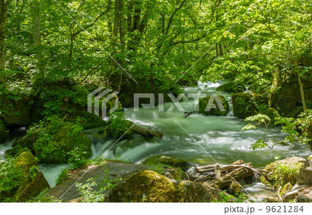 奥入瀬渓流の新緑／阿修羅の流れ 9621284