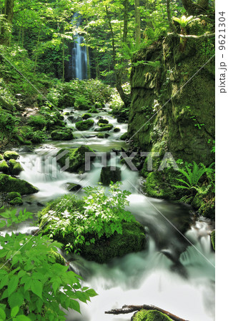 奥入瀬渓流の新緑／雲井の滝 9621304