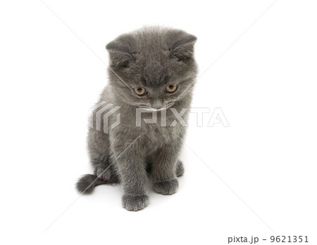 little kitten Scottish Straight breed isolated on white backgrou little kitten Scottish Straight breed isolated on white backgrou 9621351