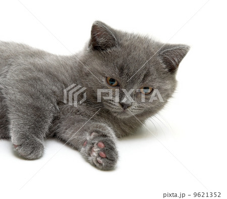 Scottish Straight breed kitten on white background Scottish Straight breed kitten on white background 9621352
