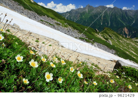 北アルプス・笠ヶ岳稜線直下の残雪とチングルマ、穂高連峰 9621429