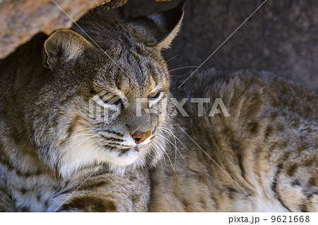 Bobcat Bobcat 9621668